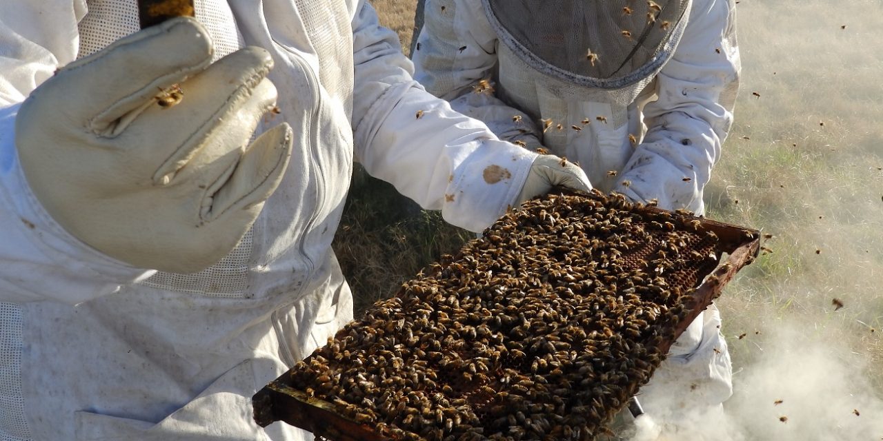 Se habilitó el mercado de Arabia Saudita para la miel uruguaya