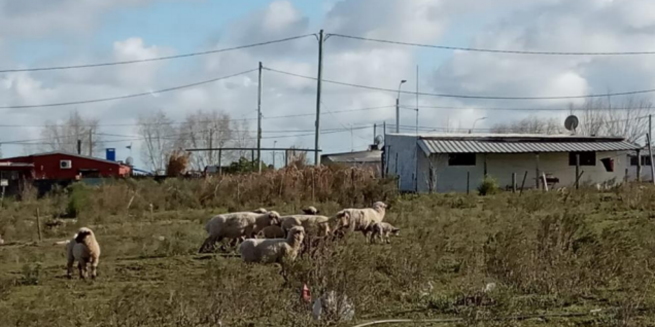 Dos hombres fueron condenados por delitos de hurto y abigeato en Canelones