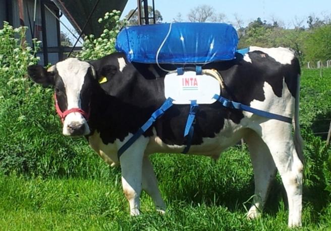 Vacas con mochilas: ¿la solución para combatir el efecto invernadero?