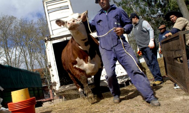 Asociación de Productores Lecheros se reunirá el lunes con Ganadería ante situación de sequía