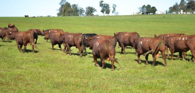 Cabaña «La Empastada» hace balance positivo de su primer remate de esta zafra