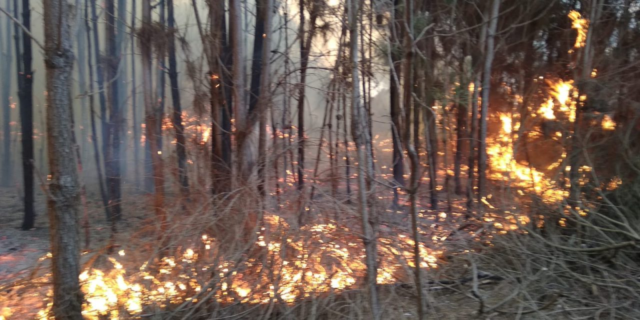 Avanza el incendio en la Interbalnearia y ya son 35 las hectáreas afectadas
