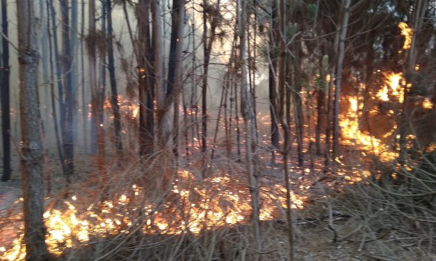 Avanza el incendio en la Interbalnearia y ya son 35 las hectáreas afectadas
