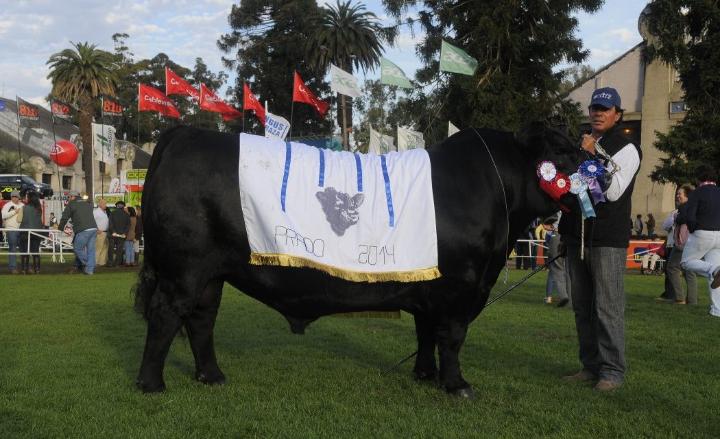 Vaca uruguaya fue coronada campeona del mundo en la raza Angus: «Es muy especial y marca su presencia»
