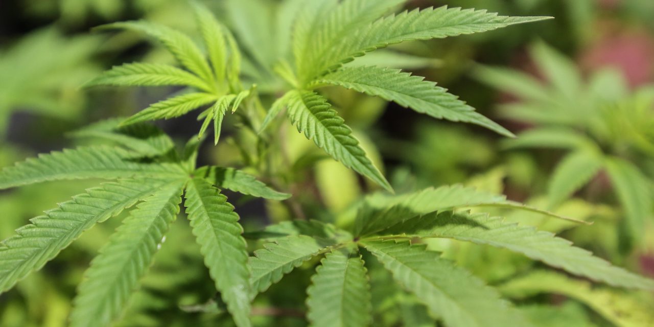 Costa Rica legaliza el uso de cannabis medicinal