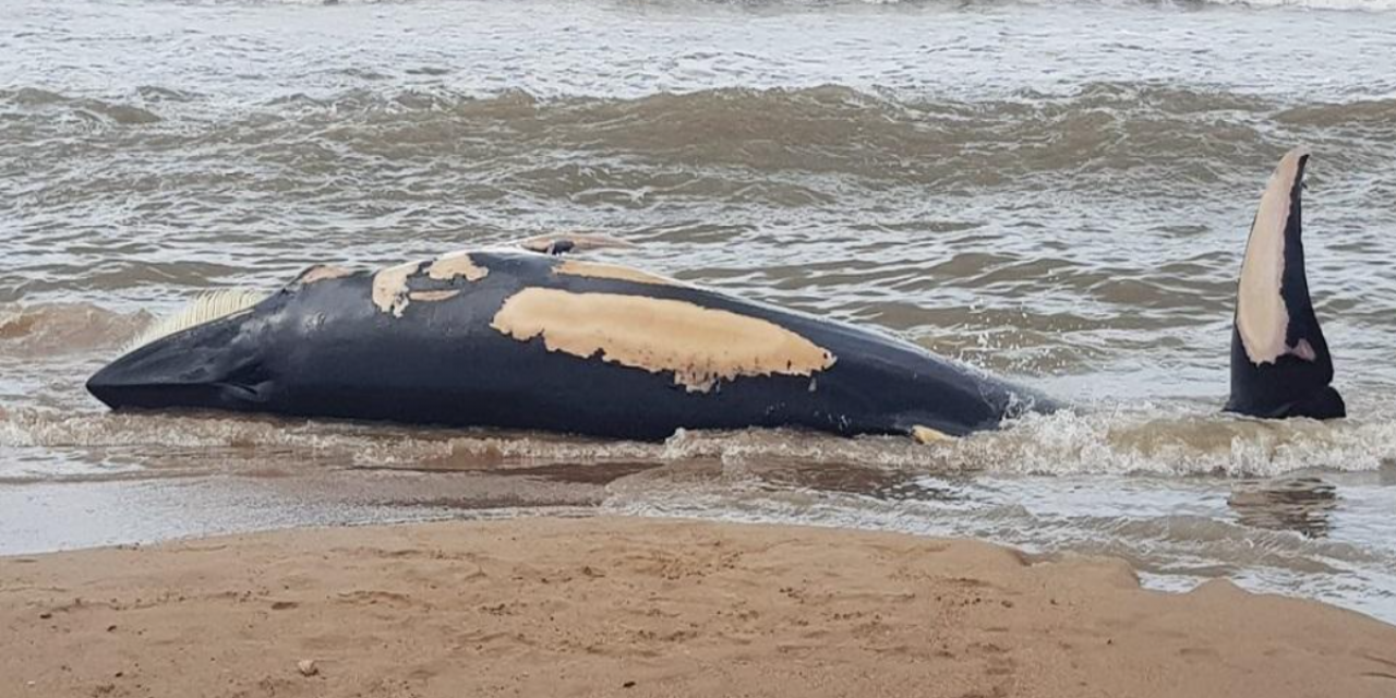 Retiraron una ballena de unas 10 toneladas que quedó varada en Punta Negra