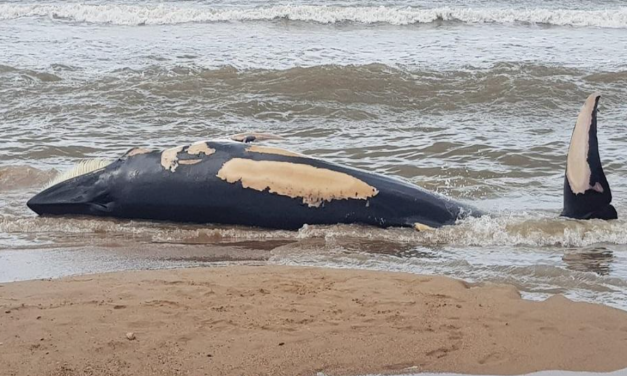 Retiraron una ballena de unas 10 toneladas que quedó varada en Punta Negra