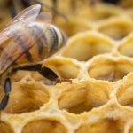 El arte de producir miel: entrevista con el apicultor Marcos Uriarte