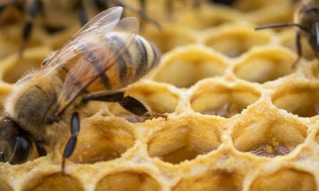 El arte de producir miel: entrevista con el apicultor Marcos Uriarte