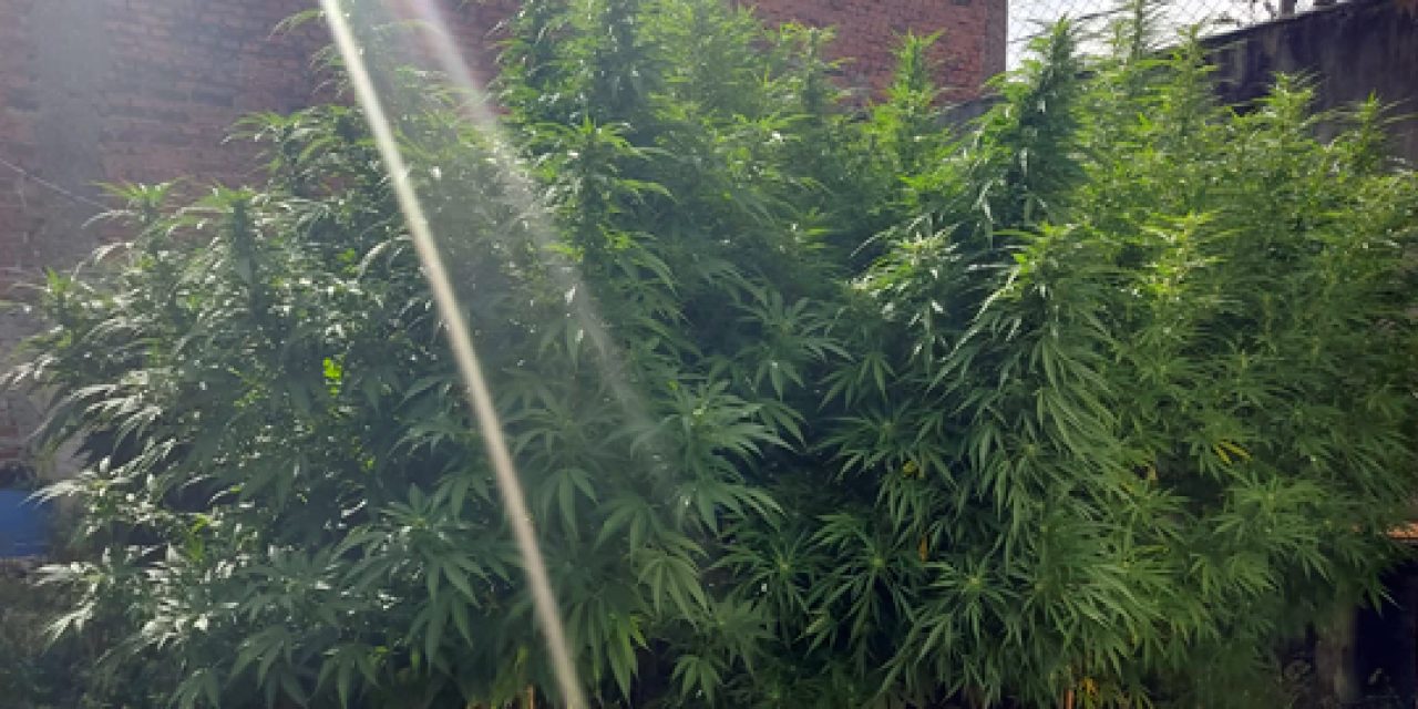 Condenaron a un hombre de 64 años por tener en su vivienda 24 plantas de marihuana