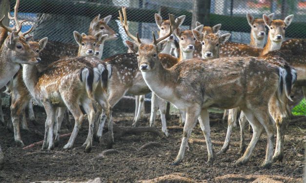 Instituto de Bienestar Animal: políticas nacionales que buscarán resolver los problemas de siempre