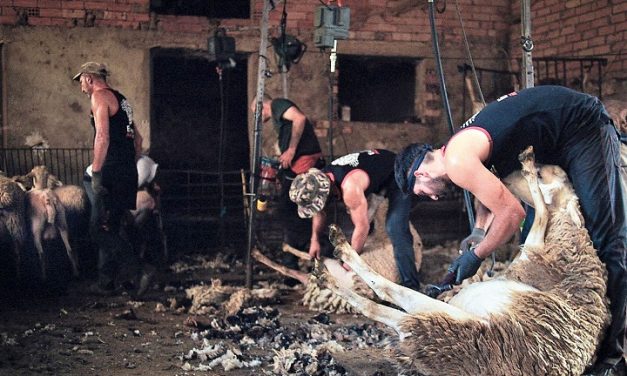 España: 30 esquiladores uruguayos provocaron un brote con 23 casos positivos