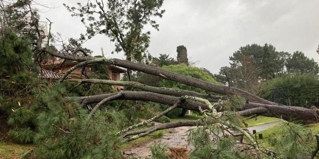 En Maldonado más de 20 árboles cayeron tras los vientos que superaron los 100 km/h