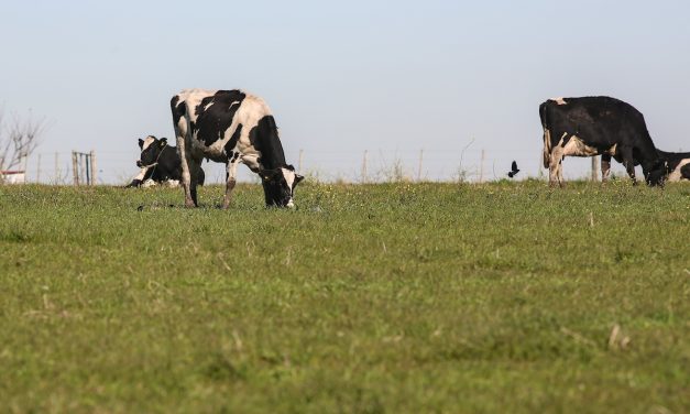 Uruguay tiene el doble de emisiones de carbono del sector agro que la industria 