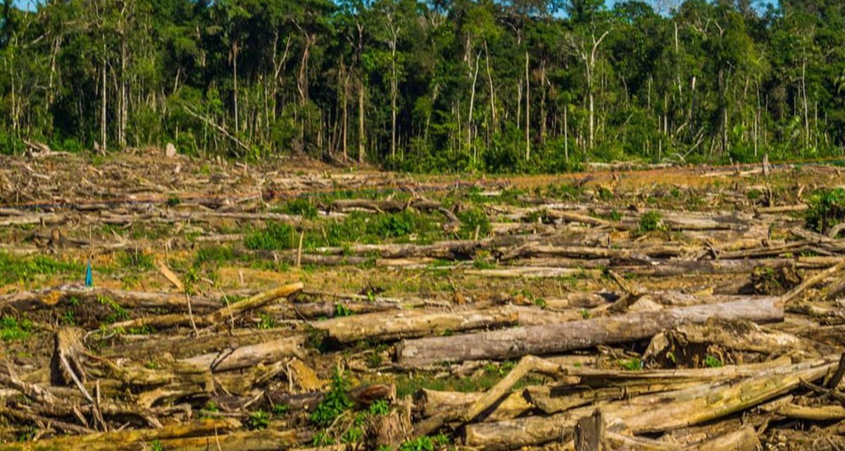 Uruguay se comprometió a detener la deforestación en 2030