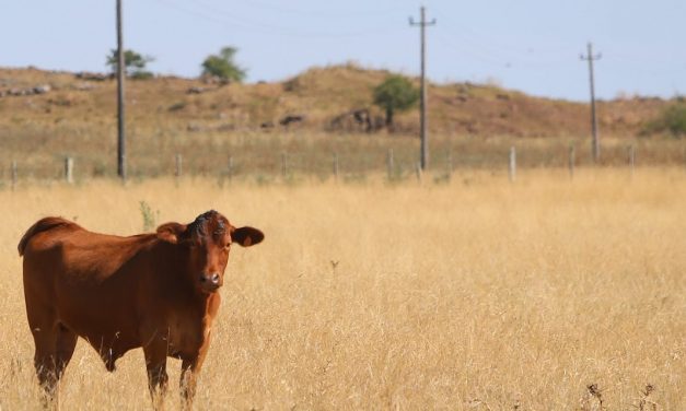 MGAP amplía emergencia agropecuaria a zonas afectadas por incendios