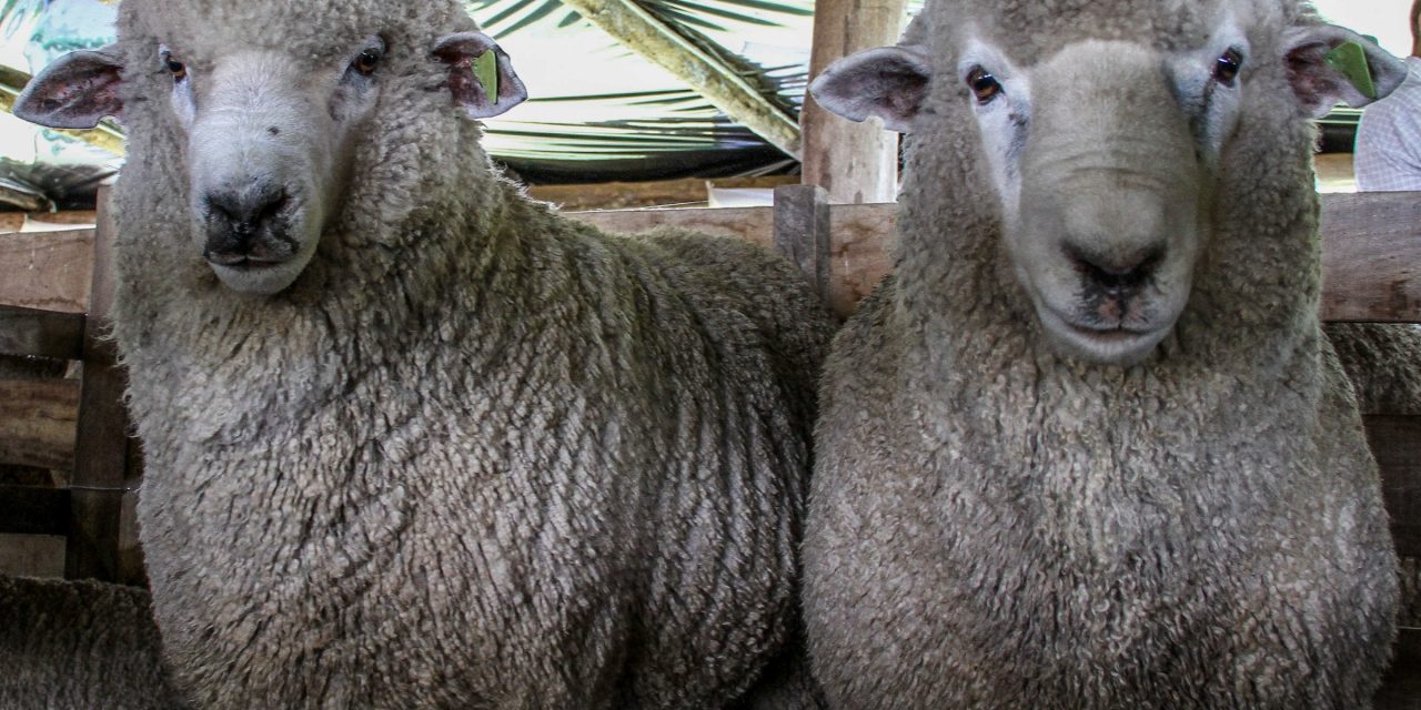 Productores llevarán ovejas muertas a Torre Ejecutiva para protestar por ataques de perros