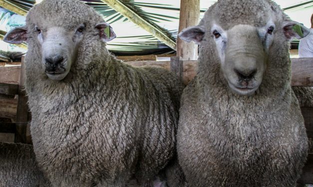 Productores llevarán ovejas muertas a Torre Ejecutiva para protestar por ataques de perros