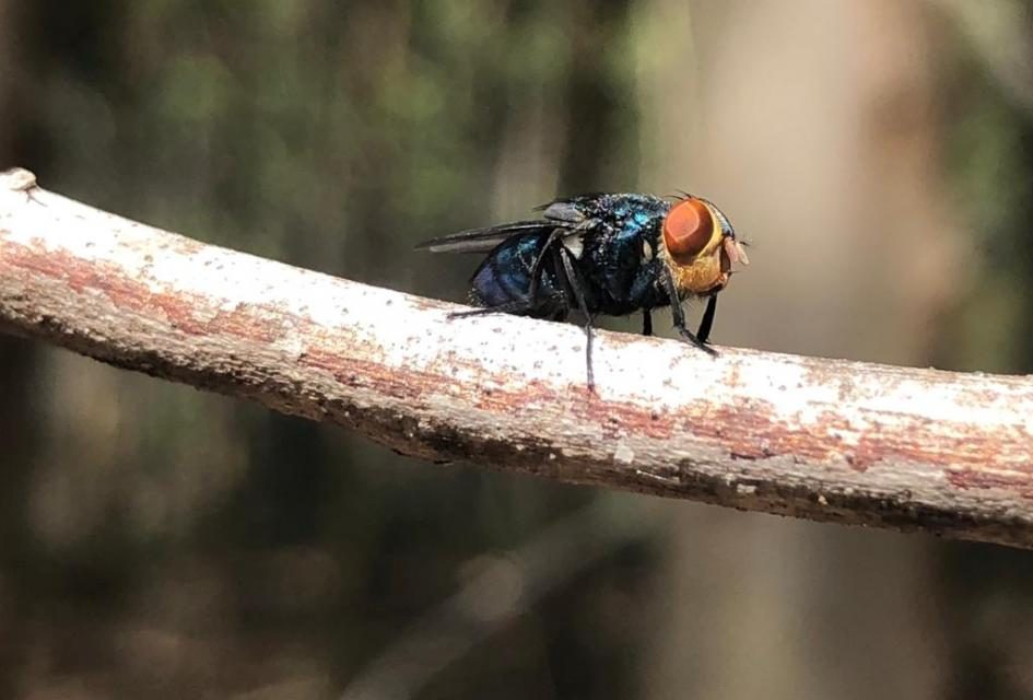 Gremiales agropecuarias se reúnen por plan de erradicación de la «bichera»