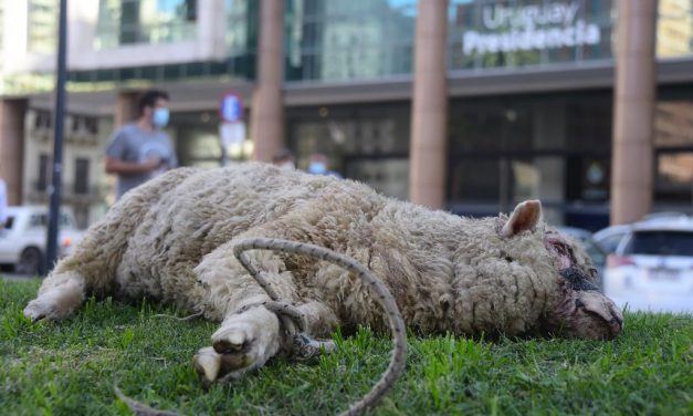 Productores afectados por jaurías de perros sostienen que Mattos está enterado pero “tienen más peso los animalistas”