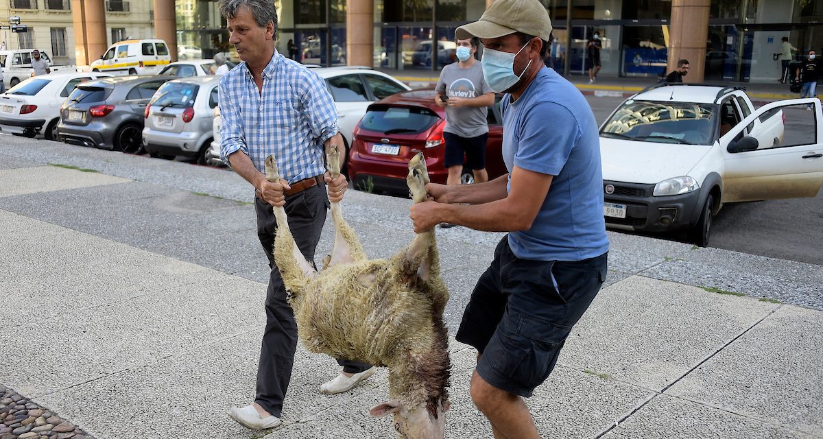 Plataforma Animalista denunció en el Instituto de Bienestar Animal a productores que se movilizaron con ovejas muertas