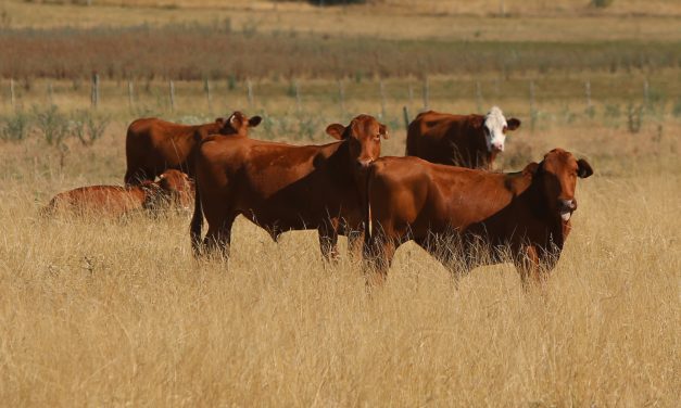 Colonia: se estudia brindar asistencia a productores rurales afectados por sequía y abastecer con agua la zona Este del departamento