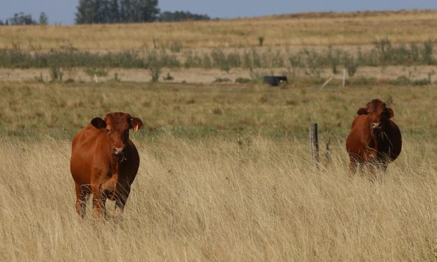 MGAP declaró emergencia agropecuaria para ganadería y lechería por razones climáticas