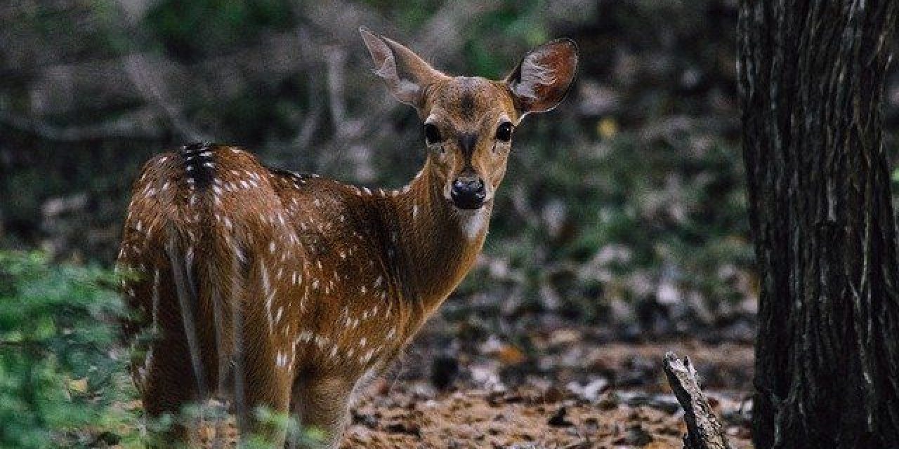 Decreto aprobado sobre la caza despertó críticas y cazadores defienden el control de especies