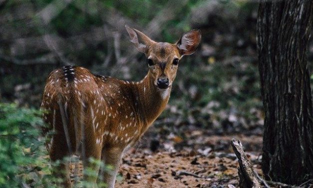 Decreto aprobado sobre la caza despertó críticas y cazadores defienden el control de especies