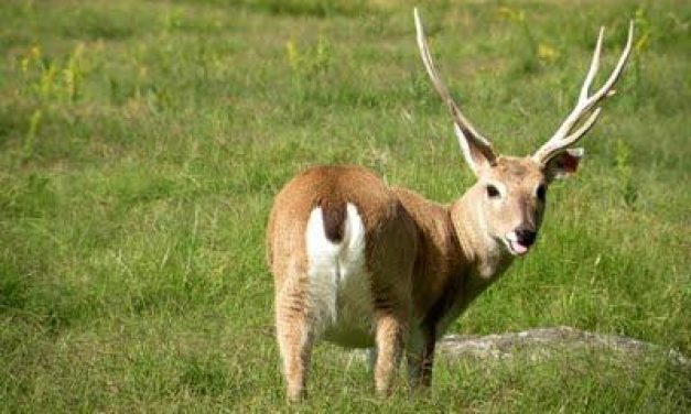Lacalle explicó a ONG que decreto de caza “surgió de un grupo de empresarios de turismo”