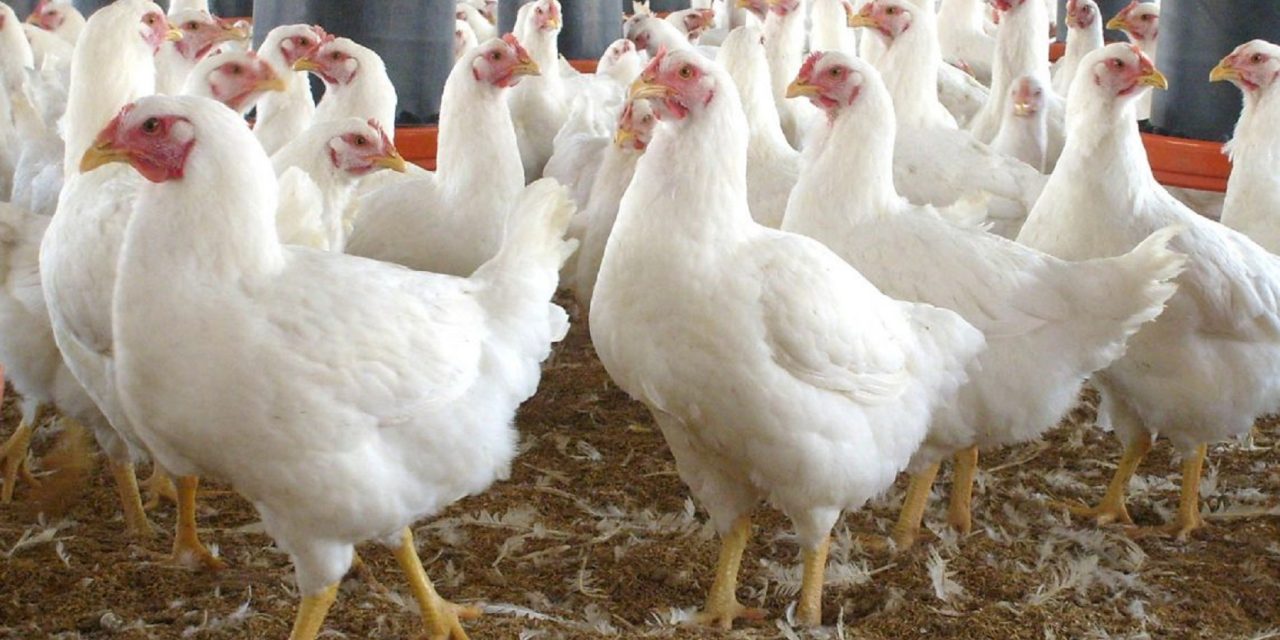 Gobierno analiza “medidas de apoyo” a avícolas tras muerte de pollos por falta de gas a granel