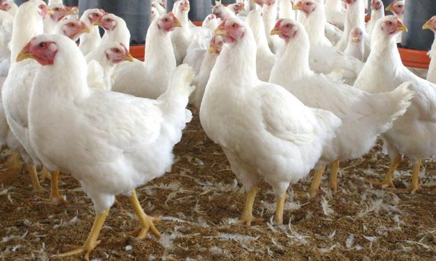 Gobierno analiza “medidas de apoyo” a avícolas tras muerte de pollos por falta de gas a granel