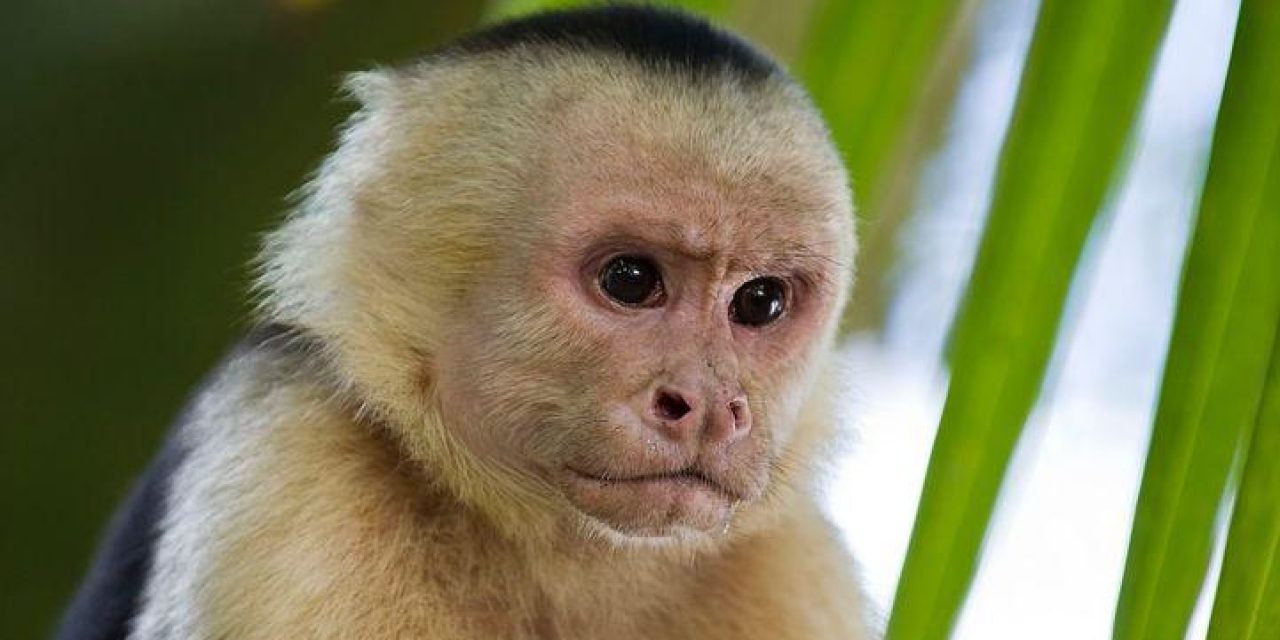 Un mono se escapó del zoológico de Villa Dolores