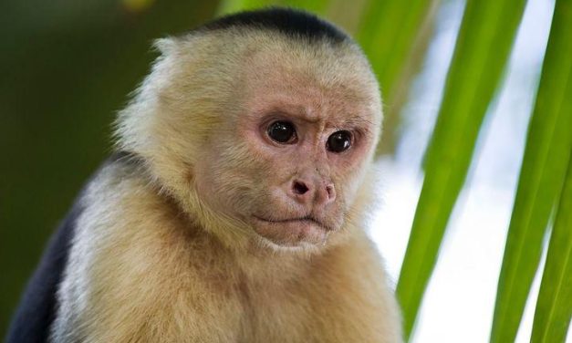 Un mono se escapó del zoológico de Villa Dolores