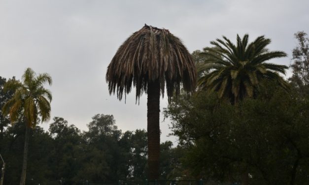 El picudo rojo: la plaga que pone en riesgo la existencia de las palmeras en todo el país