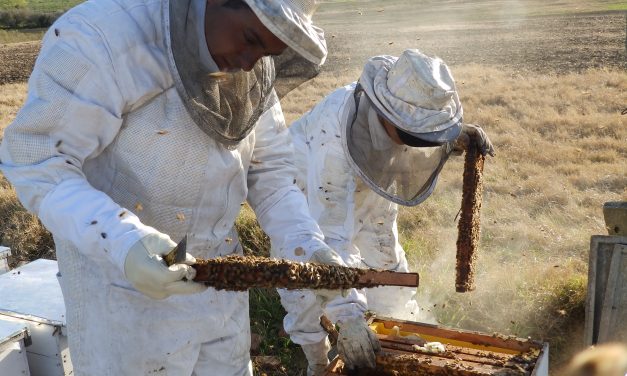 Enjambre de abejas picó a más de 30 personas en el centro de Melo