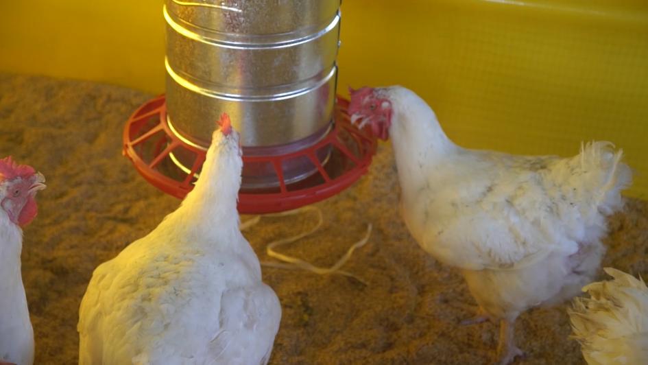 Gripe aviar en la región pone en alerta al MGAP que advierte por contagios en humanos