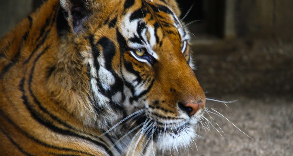 Falleció Hatch, el tigre del zoológico de Villa Dolores