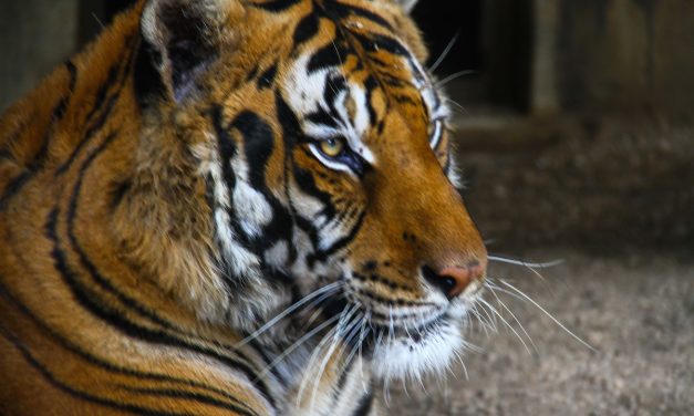 Falleció Hatch, el tigre del zoológico de Villa Dolores