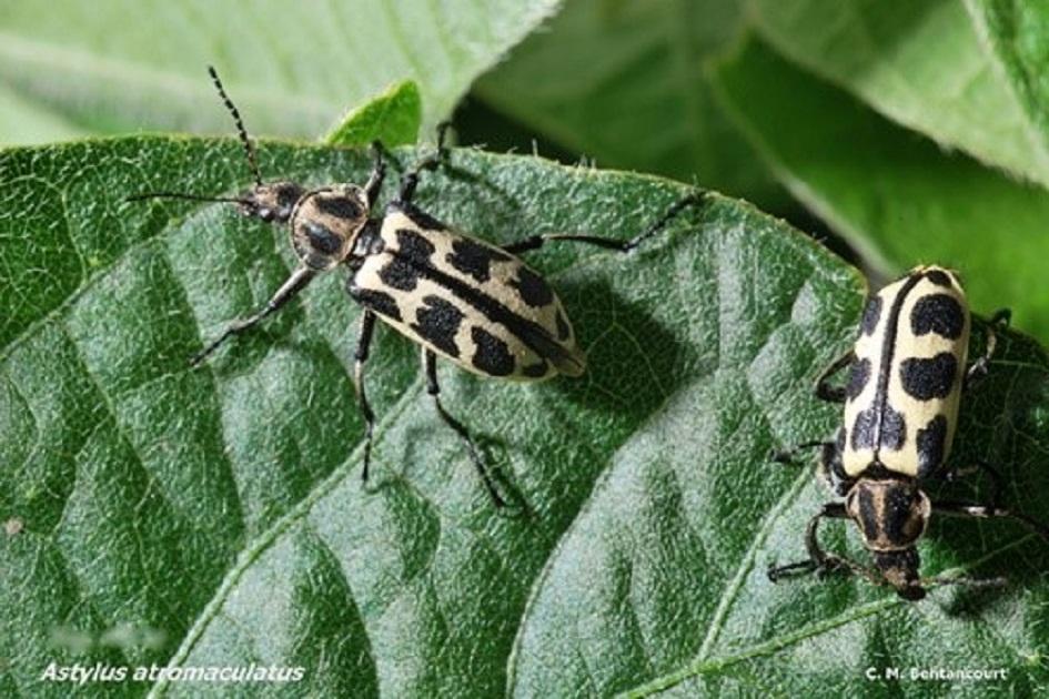 MGAP advierte por  muerte de rumiantes por comer escarabajo Siete de oro