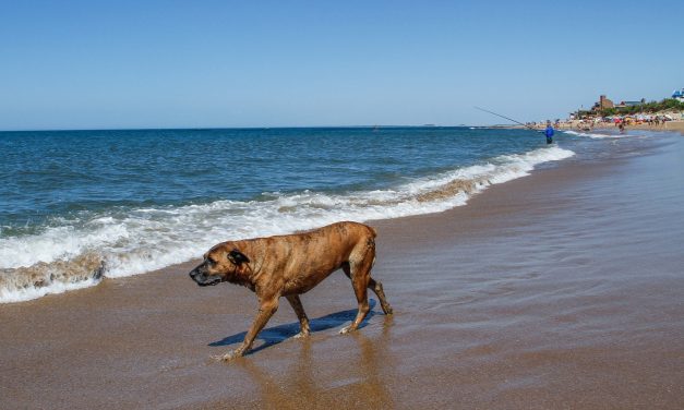 Armada Nacional recuerda multa por llevar animales a la playa