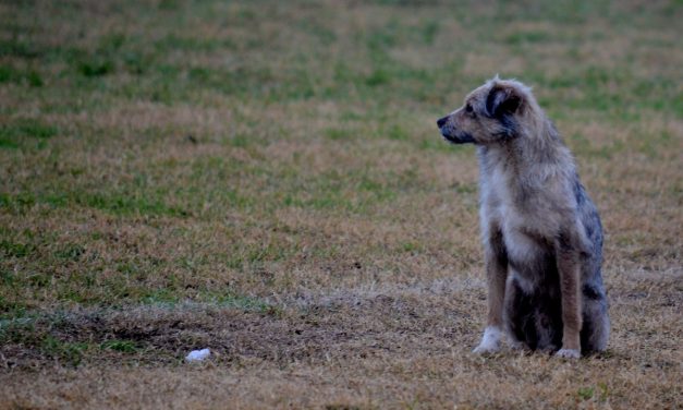 Intendencia promueve adopción de animales en partidos del Campeonato Uruguayo