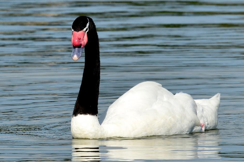 Ministerio de Ganadería contabilizó 130 cisnes de cuello negro muertos por gripe aviar