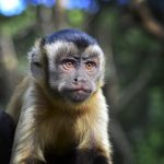 ¿Qué es de la vida del mono del Ricky y los Guacamayos de Balcedo?