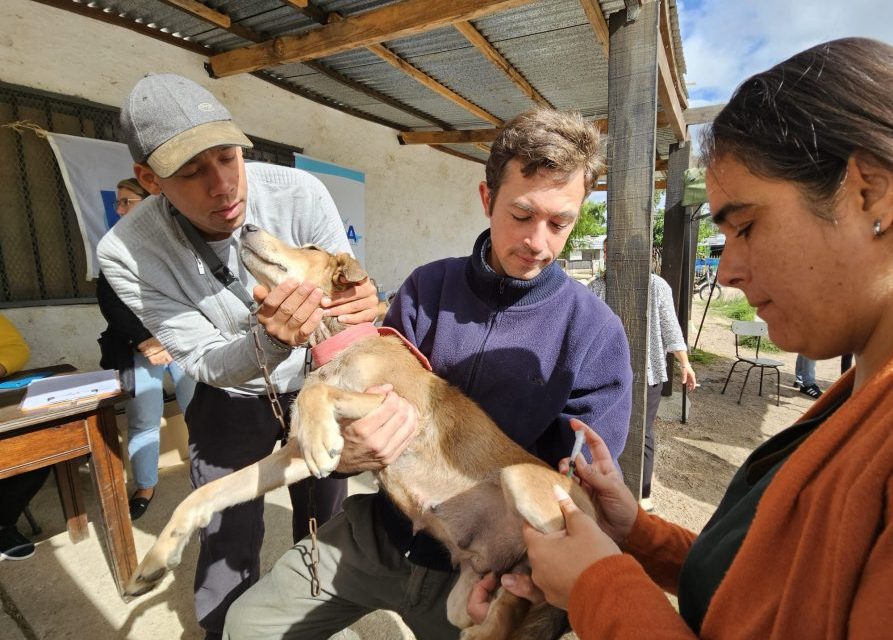 Cifra récord de animales chipeados en Uruguay: se llegó a los 102.000