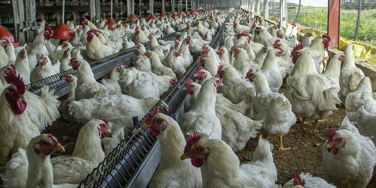 En 10 días comenzará la vacunación contra la gripe aviar