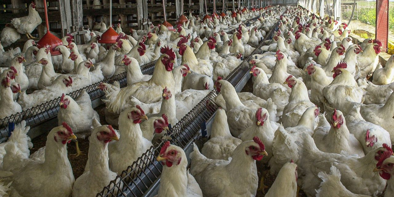 Comienza la distribución de vacunas contra la gripe aviar