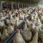 Se detectó nuevo foco de gripe aviar en Lavalleja: 52 animales fueron sacrificados