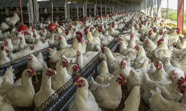 Gobierno comprará 10 millones de dosis para vacunar a gallinas tras siete focos de gripe aviar