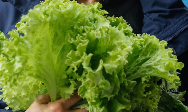 Se disparó el precio de la lechuga por la llegada de un hongo y la sequía